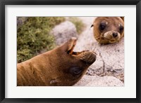 Close-up of two Sea Lions relaxing on rocks, Ecuador Fine Art Print