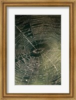 Close-up of a spider's web Fine Art Print