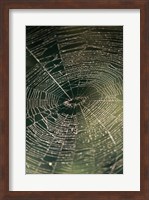 Close-up of a spider's web Fine Art Print