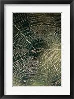 Close-up of a spider's web Fine Art Print