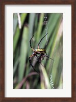 Close-up of an Argiope Spider Fine Art Print