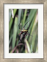 Close-up of an Argiope Spider Fine Art Print