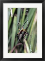 Close-up of an Argiope Spider Fine Art Print