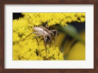 Close-up of a Lynx Spider carrying a bee Fine Art Print
