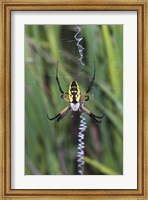 Close-up of a Garden Spider Fine Art Print