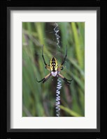Close-up of a Garden Spider Fine Art Print