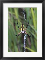 Close-up of a Garden Spider Fine Art Print