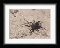 High angle view of a Black Widow Spider Fine Art Print