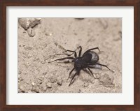 High angle view of a Black Widow Spider Fine Art Print