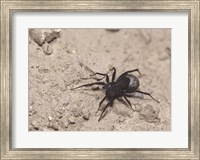 High angle view of a Black Widow Spider Fine Art Print