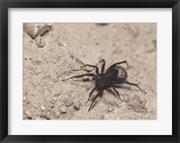 High angle view of a Black Widow Spider Fine Art Print