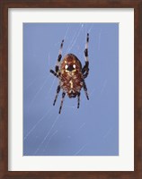 Low angle view of a spider on web Fine Art Print