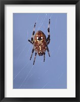 Low angle view of a spider on web Fine Art Print