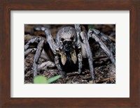 Close-up of a Carolina Wolf Spider Fine Art Print