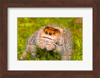 Regal Jumping spider in a field, Florida, USA Fine Art Print