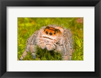Regal Jumping spider in a field, Florida, USA Fine Art Print