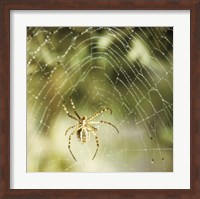 Garden Spider Fine Art Print