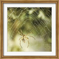 Garden Spider Fine Art Print