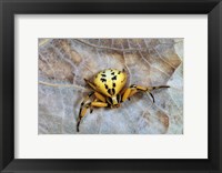 Crab Spider Fine Art Print