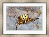 Crab Spider Fine Art Print