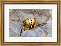 Crab Spider Fine Art Print