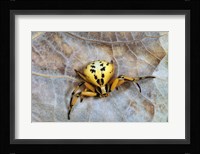 Crab Spider Fine Art Print