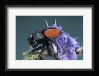 Jumping Spider Fine Art Print