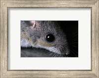 White-footed Mouse - up close Fine Art Print