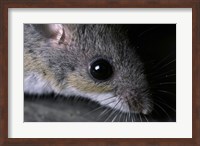 White-footed Mouse - up close Fine Art Print
