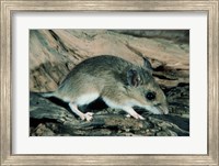 White-footed Mouse Fine Art Print