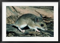White-footed Mouse Fine Art Print