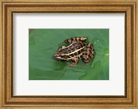 Pickerel Frog Fine Art Print