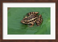 Pickerel Frog Fine Art Print