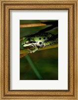 Pacific Tree Frog Fine Art Print