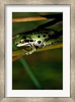 Pacific Tree Frog Fine Art Print