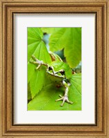 Close-up of a Green Tree Frog on a leaf Fine Art Print