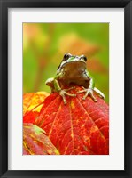 Close-up of a Green Tree Frog on a leaf Fine Art Print