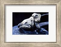 Canada, British Columbia,  Butchart Gardens, sculpture frog, fountain Fine Art Print