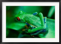 Red Eyed Tree Frog Fine Art Print