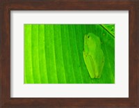 Green frog  hiding on a banana leaf, Costa Rica Fine Art Print