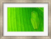 Green frog  hiding on a banana leaf, Costa Rica Fine Art Print