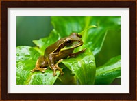 Close-up of a Tree frog on a leaf, Costa Rica Fine Art Print