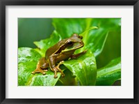 Close-up of a Tree frog on a leaf, Costa Rica Fine Art Print