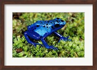 Close-up of a Blue Poison Dart Frog in the grass Fine Art Print