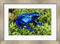 Close-up of a Blue Poison Dart Frog in the grass Fine Art Print