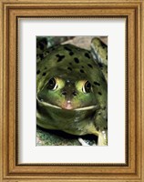 Close-up of a Pig Frog (Rana grylio) Fine Art Print