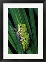 Close-up of a Barking Tree Frog resting on a leaf Fine Art Print