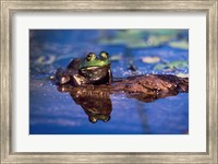 Bullfrog Fine Art Print