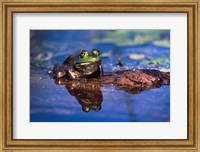 Bullfrog Fine Art Print