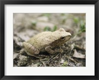 Close-up of a toad on the ground Fine Art Print